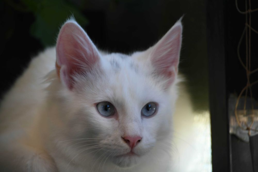 Bernardim: gatinho Angorá turco branco e de olhos azuis. Boa audição