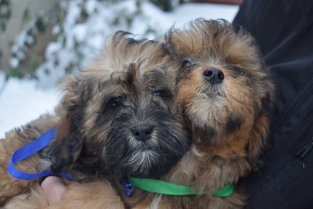 Чудовий песик породи Мальтипу Ф1 для подарунку