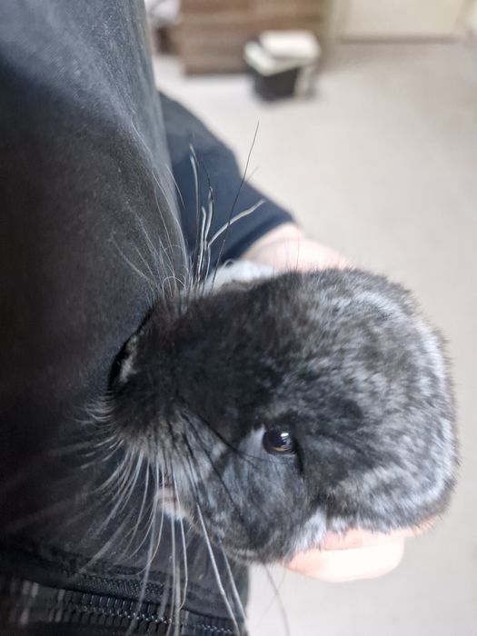 Szynszyl standard aksamitny-ciemny oraz standard i beż
Szylki młode i