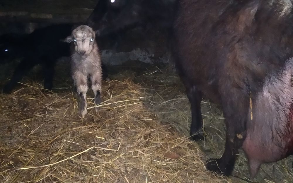 Продається дійна коза.