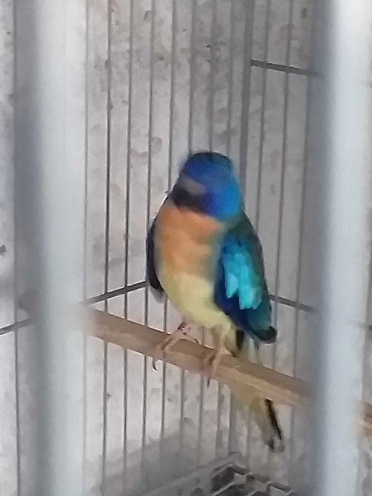 Esplêndidos ( neophema splendida )
