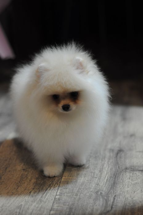 Міні VIP ведмедики