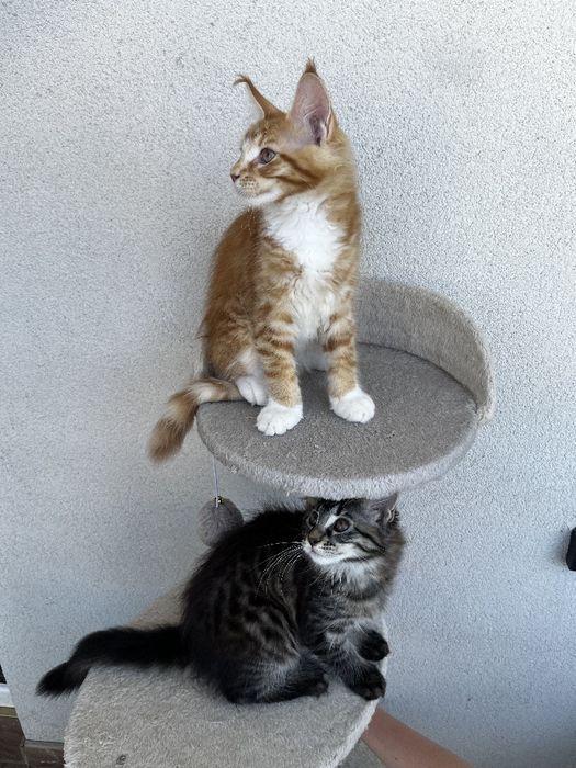 Piękny pręgowany rudzielec Maine Coon