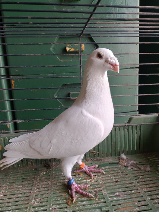 Sprzedam gołębia pocztowego samiec