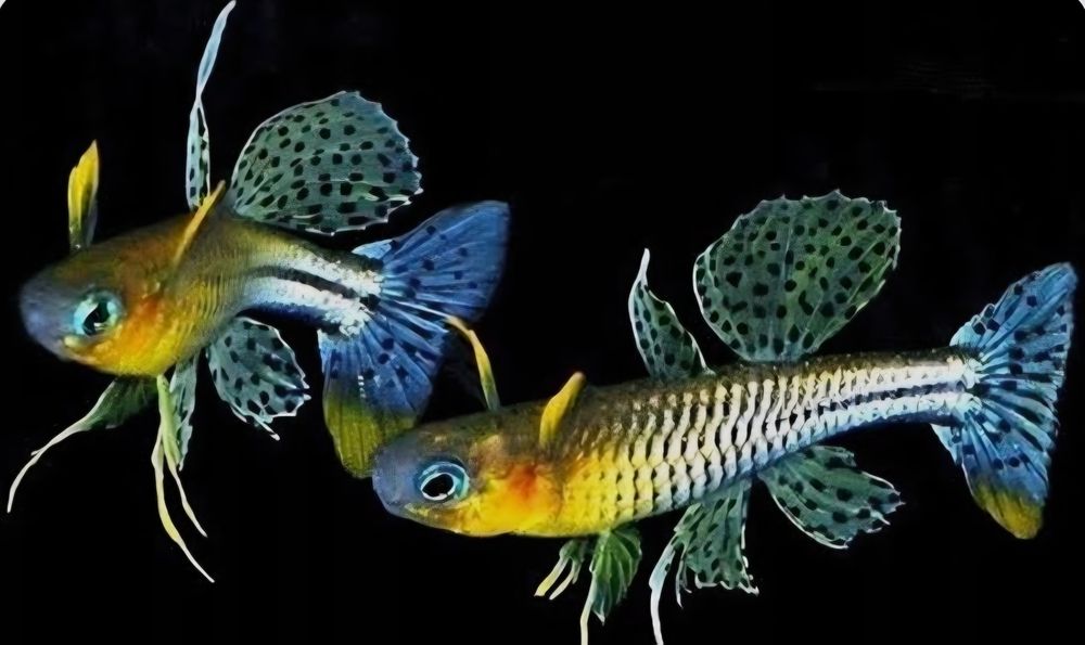 Modrook Gertrudy (Pseudomugil gertrudae)