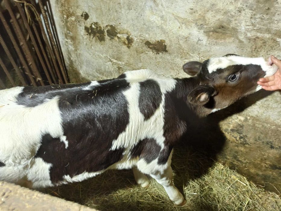 Теличка Голштин. Продається