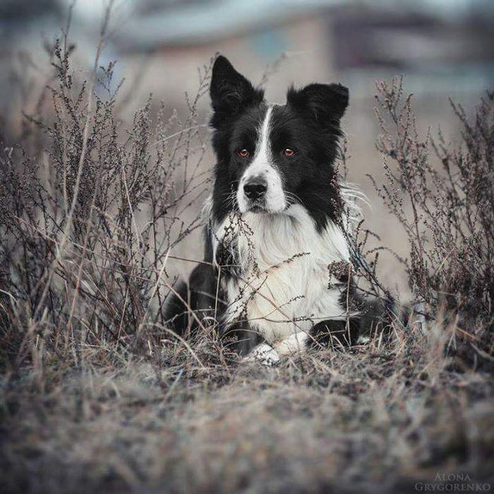 Бордер колли - питомник, щенки