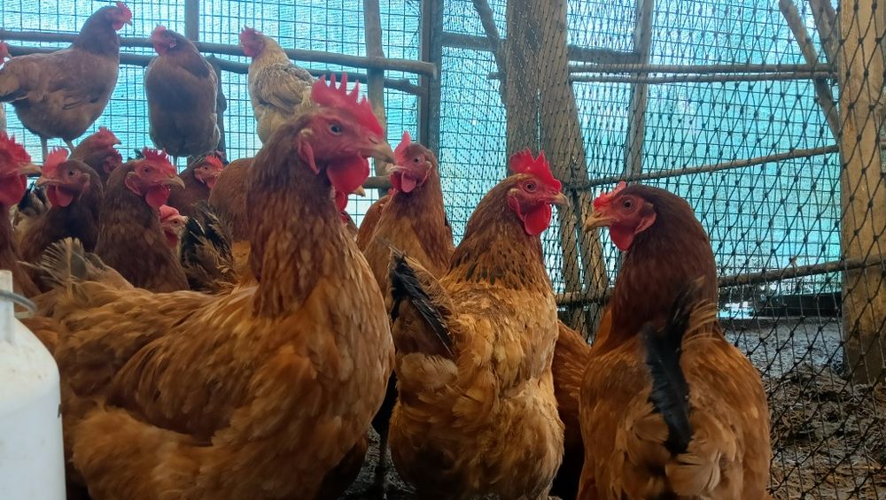 Kury nioski rossa 24 tygodnie wolny wybieg