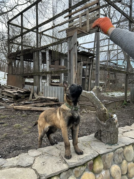 Бельгійська вівчарка