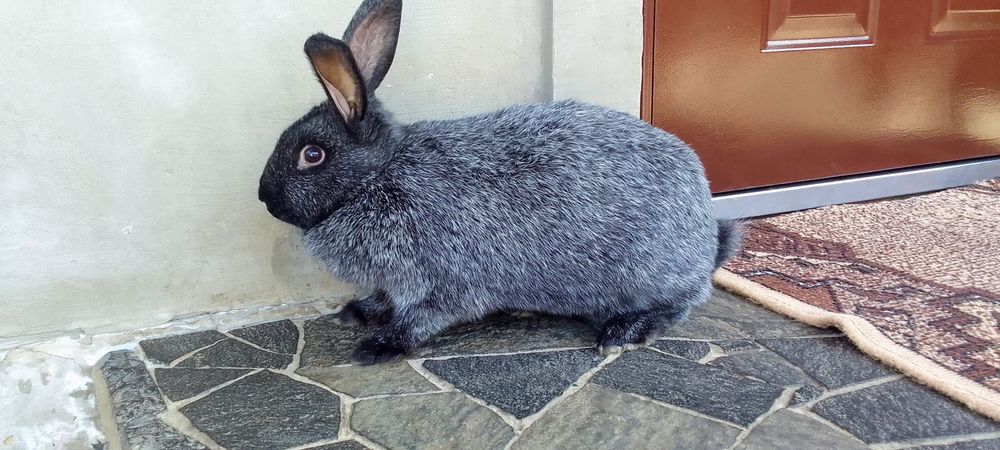 Кролі Полтавське срібло