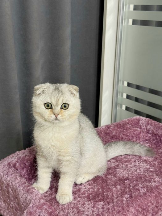 Шотландский вислоухий красавец