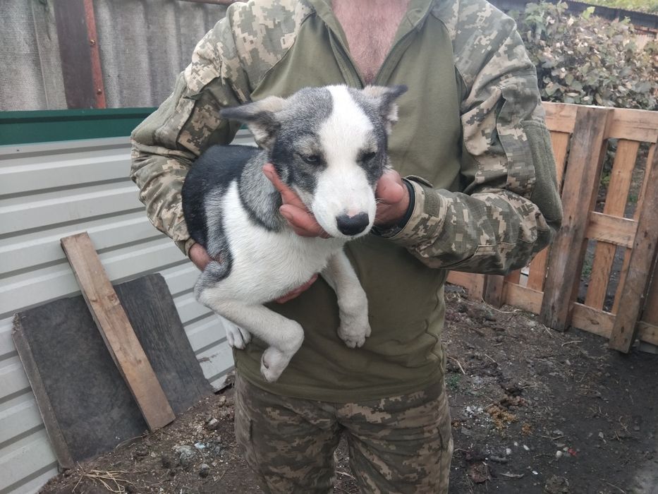 Продам щенка хаска девочка