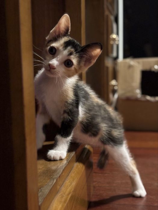 Gatinhos Bebés (2 Meses) para Adoção Responsável – Paredes