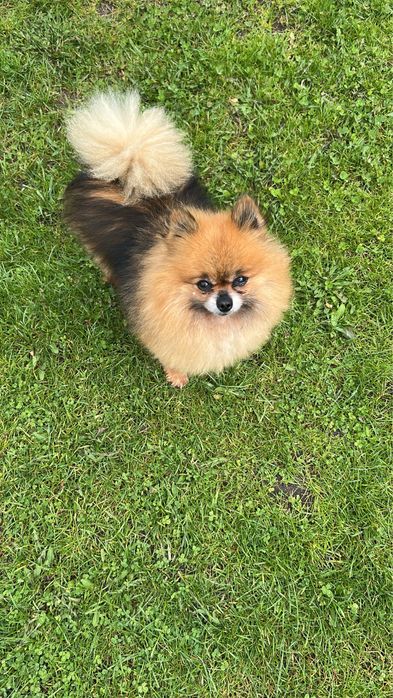 Szpic miniaturowy suczka