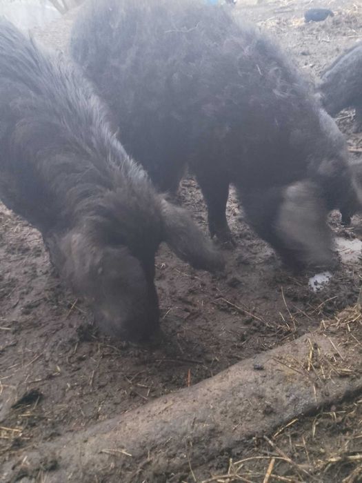 свиноматки мангали,молоді