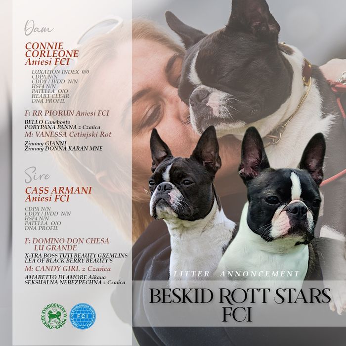 Zapowiedź miotu Boston Terrier