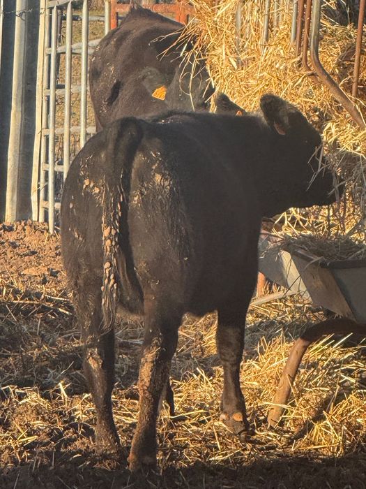 Venda bezerras angus