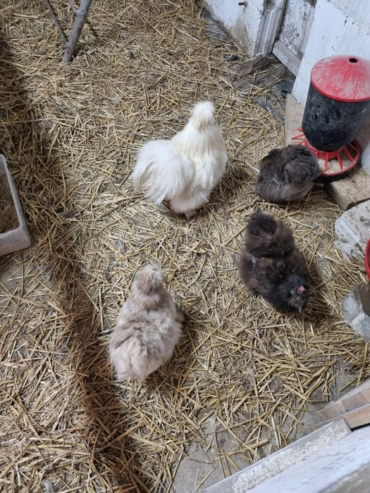 Jajka lęgowe silki jedwabistej