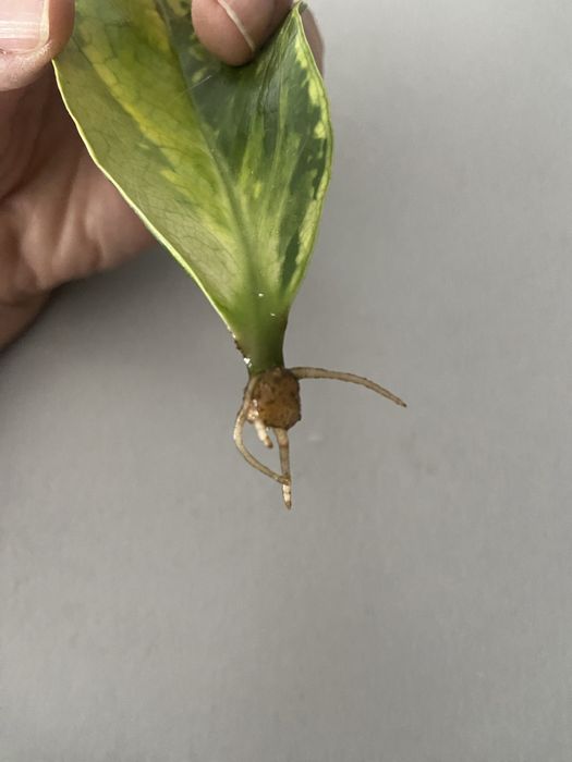 Zamiokulkas variegata, młody sadzonek
