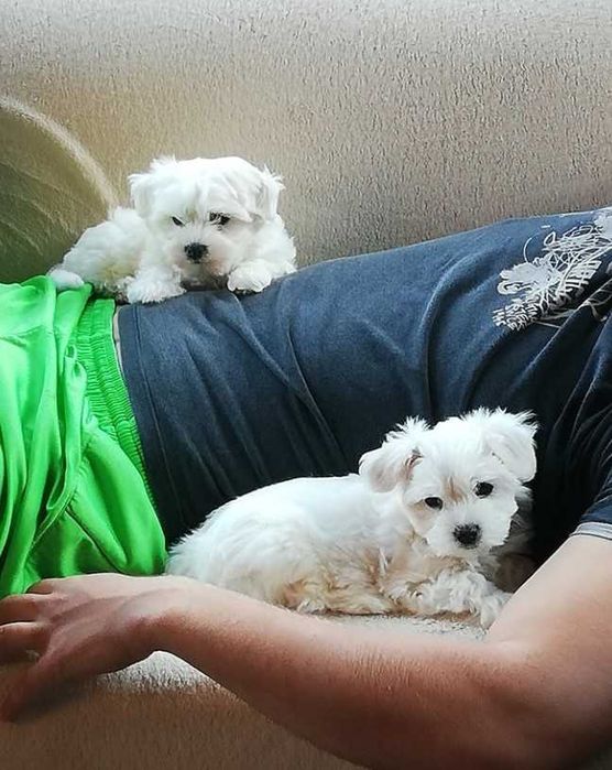 Maltańczyk Maltańczyki piesek z Rodowodem