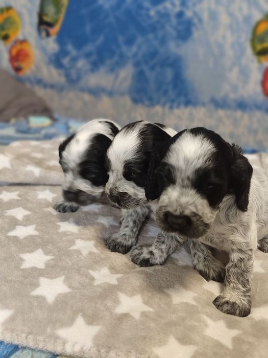 Мисливський спаніель