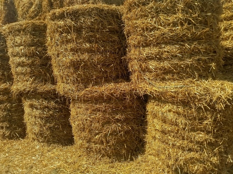 Słoma bela (składowana pod dachem )