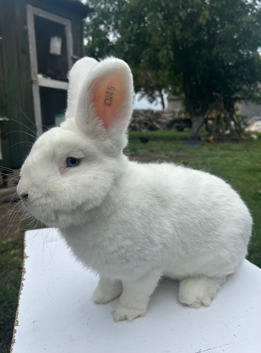 Samiec Wiedeński Biały