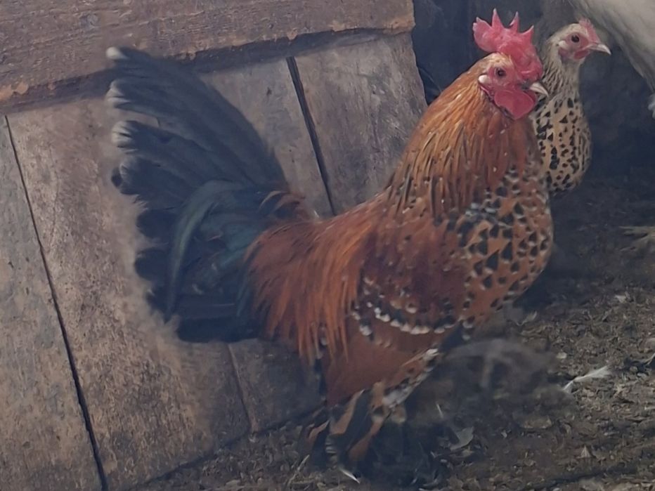 Karzełek łapciaty - para