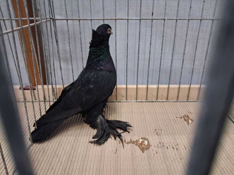 Wywrotki wschodniopruskie