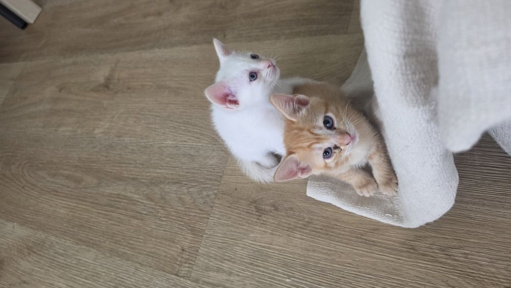 Gatinhos para dar