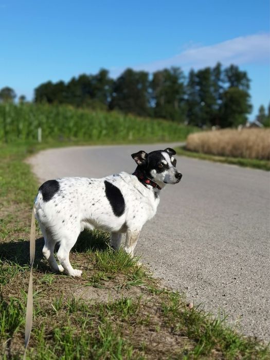 Paczi do adopcji