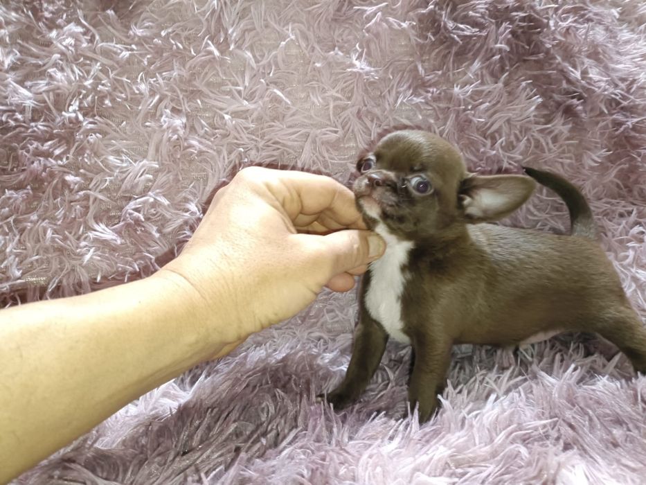 Chihuahua machinho mini