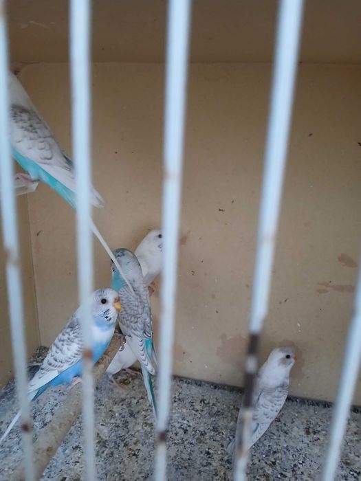 Lote de 11 piriquitos autralianos