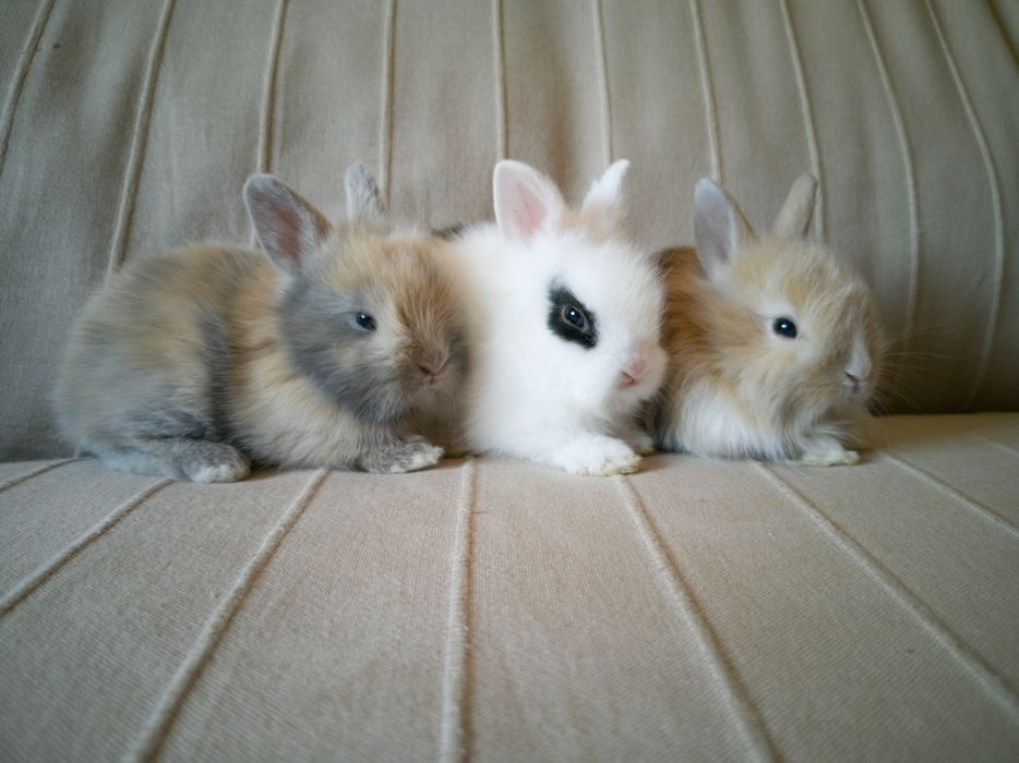 KIT completo Coelhos anões mini holandês e minitoy super meigos
