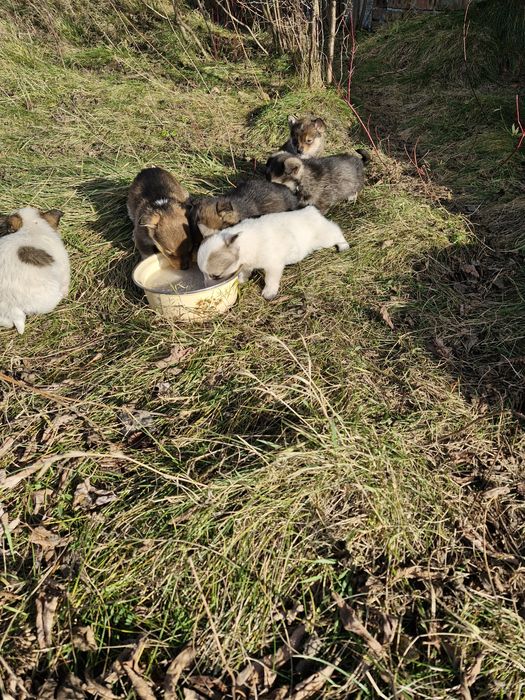 Віддам в добрі руки цуценят