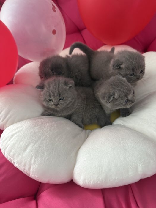 Котики шотланські