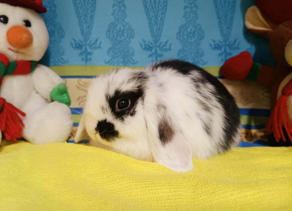 Sprzedam króliczki mini loop mini lop niebieskookie