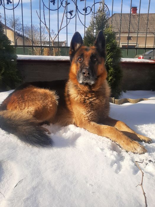 Кобель для злучки