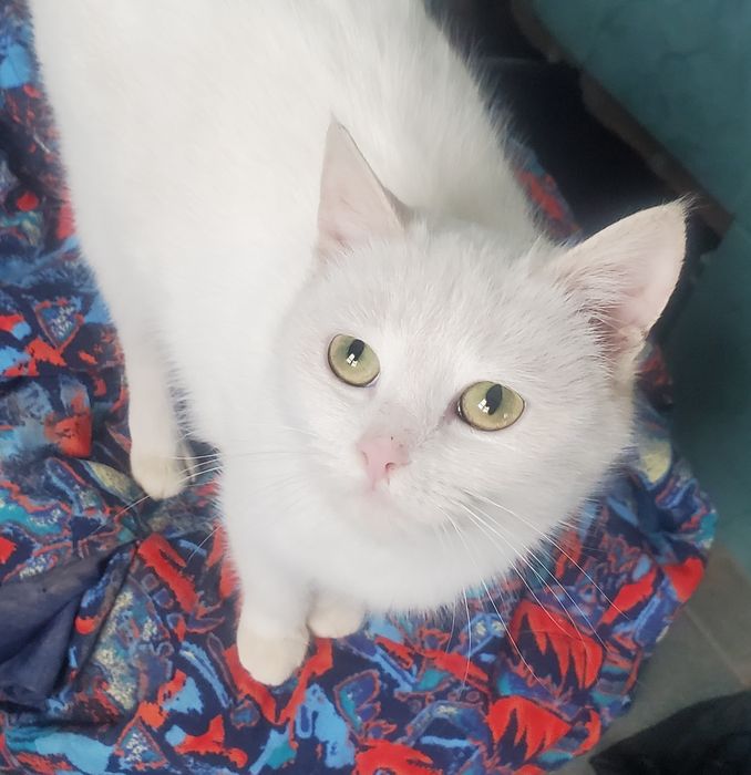 Сніжана шукає люблячу родину, та мріє про теплий дім.