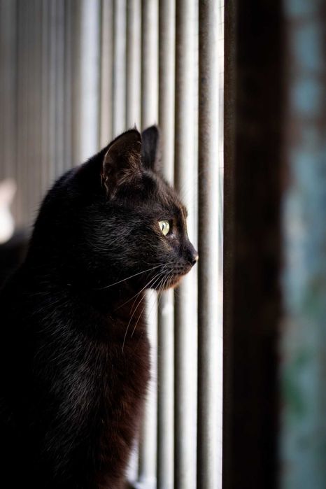 Elton z Doliny Dolistówki