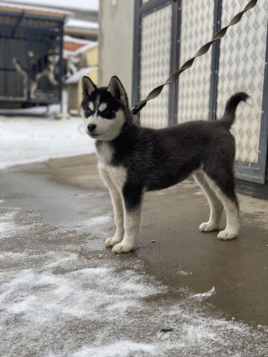 Голубоокі хасята