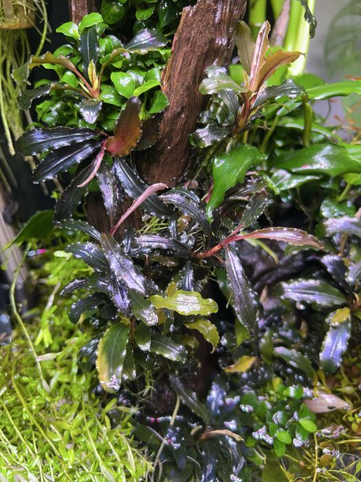 Bucephalandra „Mini red”