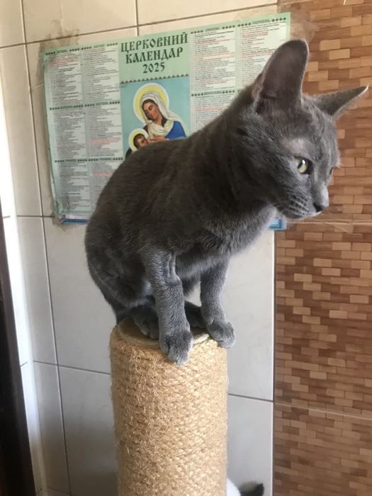 Кіт. Киця. Кошеня.