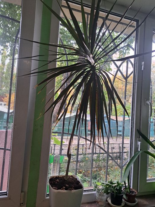 Драцена Маргината