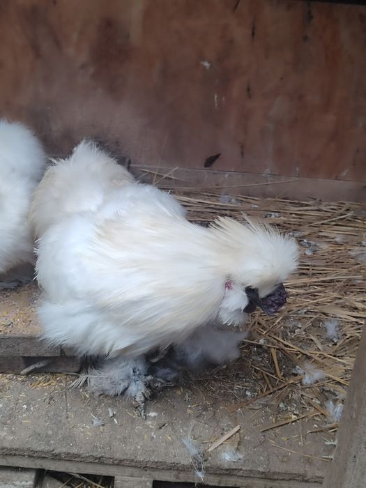 Silki młode para kura kogut