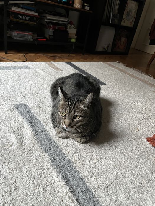 Gato Senior para Adopção Responsável
