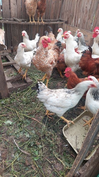 Продам молодих півнів