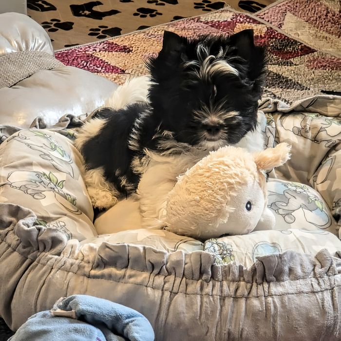 Yorkshire Terrier biało-czary PROMOCJA