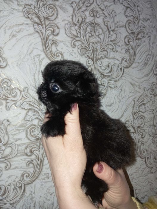 Хлопчики Пікінесики