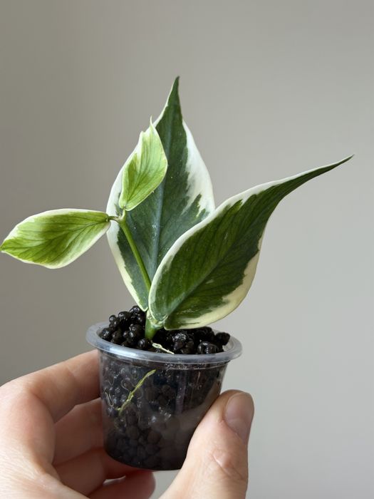 tania wysyłka! Hoya Polyneura albomarginata